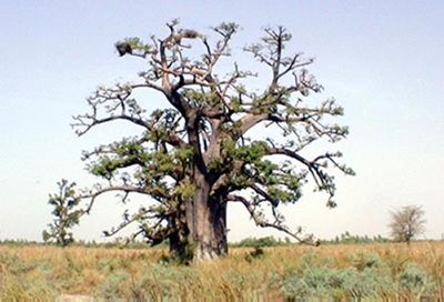 Baobab