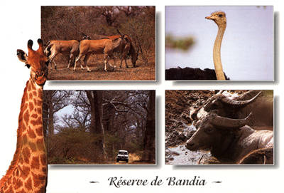 Photo Reserve Bandia