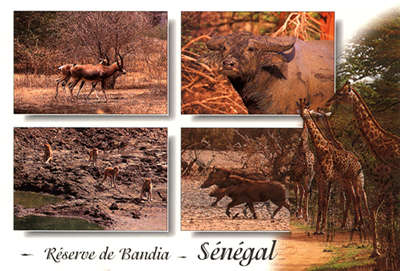 Photo Reserve Bandia
